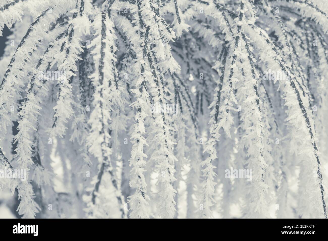 Inverno Frozen Garden piante coperte da temperature estremamente basse Frost. Tema natura. Foto Stock