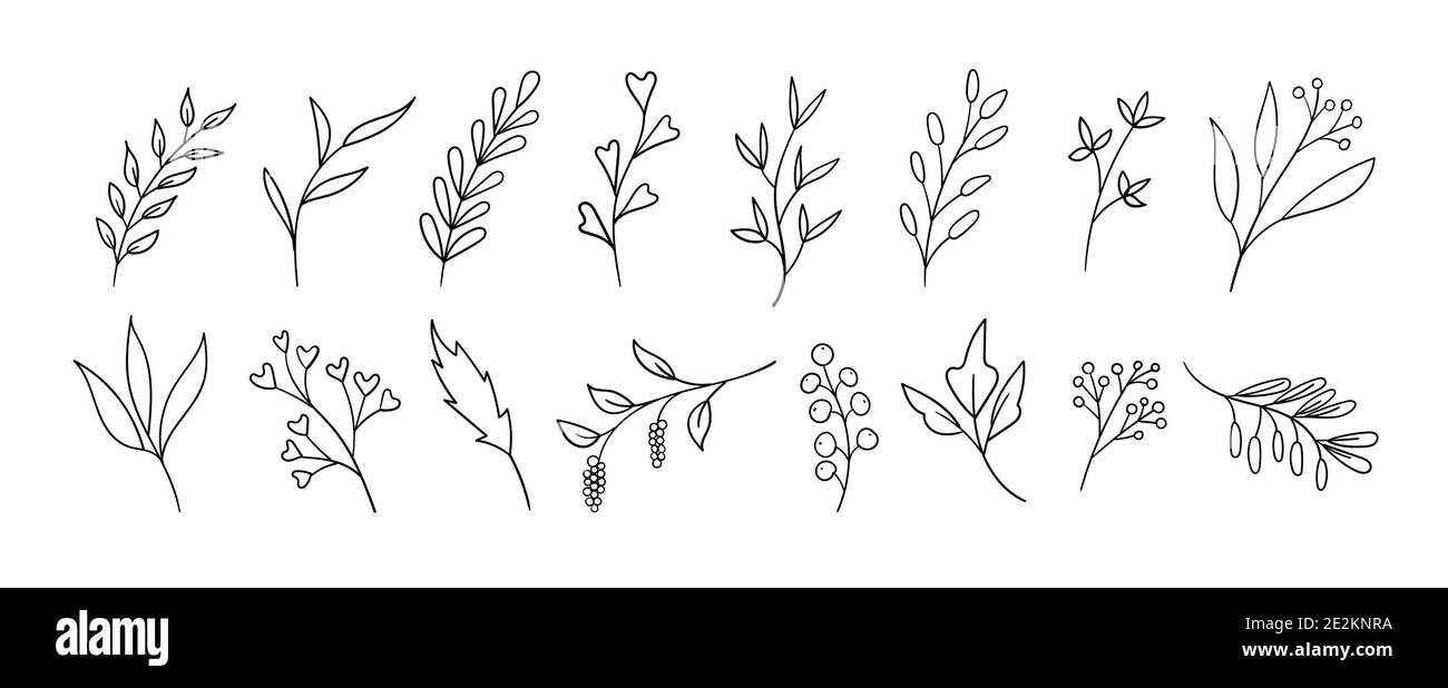 Elementi floreali disegnati a mano. Inchiostro vettoriale foglie di doodle, rami, piante. Arte lineare Illustrazione Vettoriale