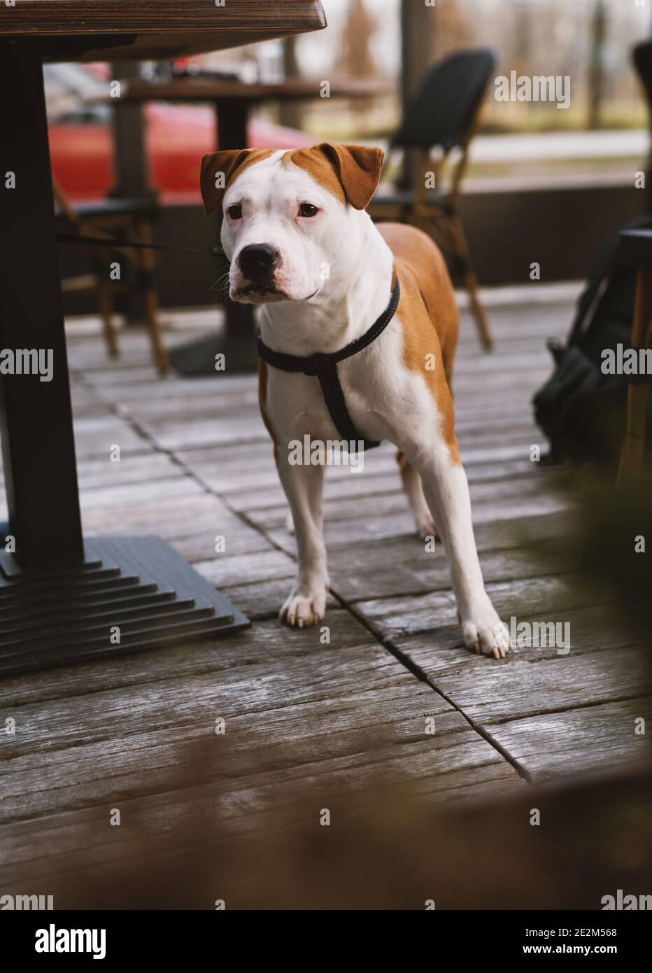 Ritratto del cane. Foto Stock