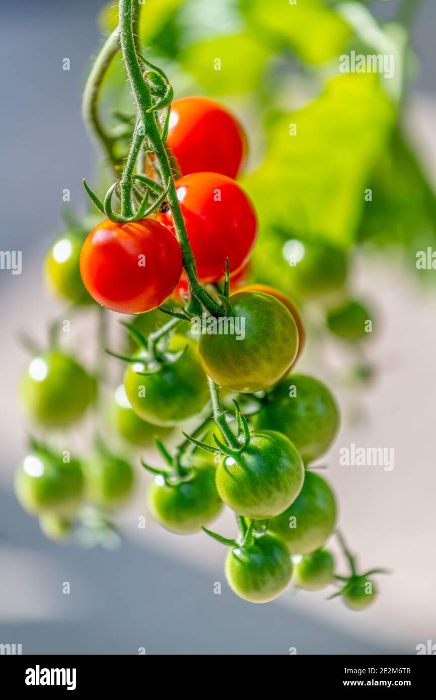 Un grappolo di pomodori ciliegini maturi e non maturi che crescono in un giardino. Foto Stock
