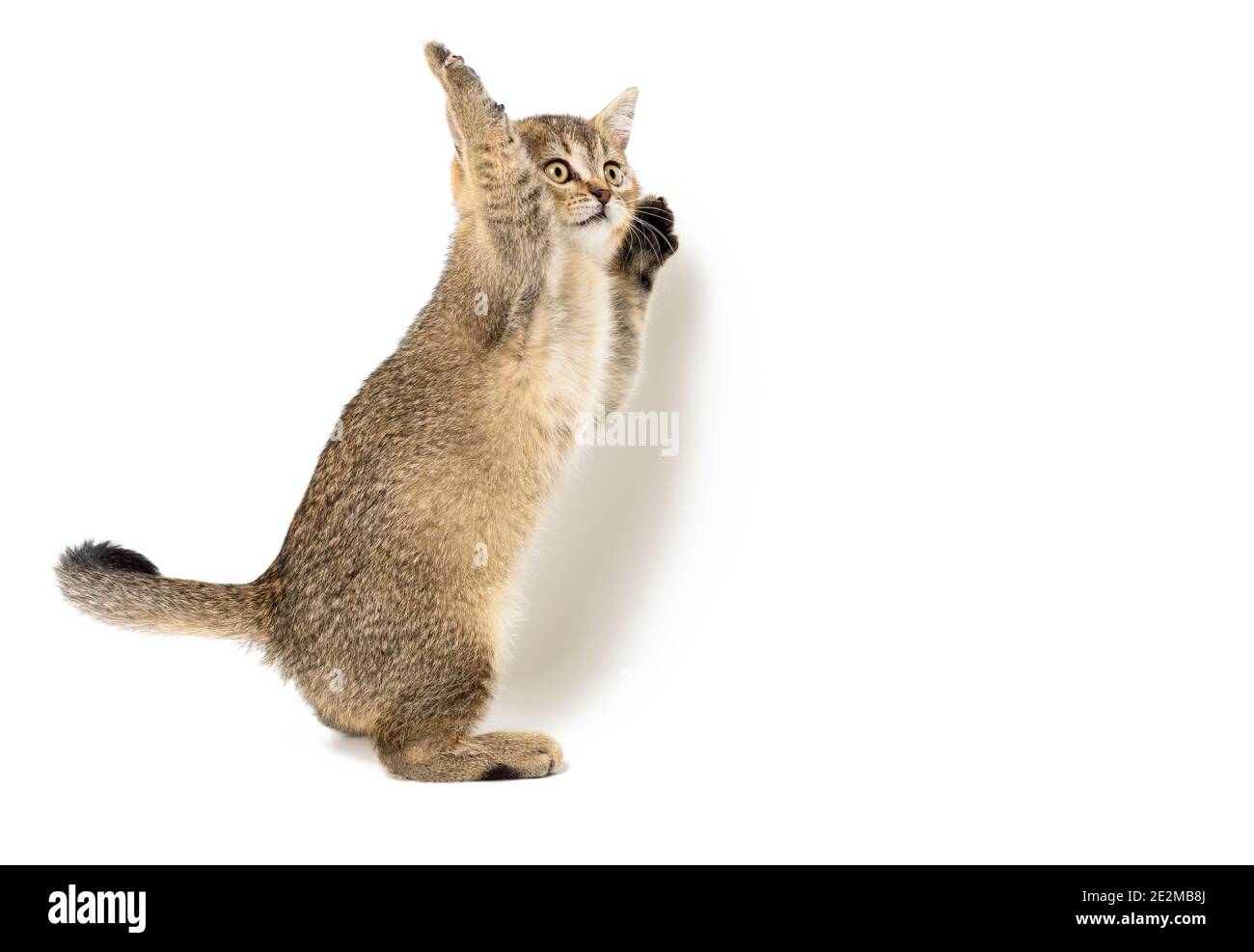 Chinchilla inglese con zampe dorate in gattino su uno sfondo bianco isolato. cat si alza sulle gambe posteriori, due gambe anteriori sono sollevate Foto Stock