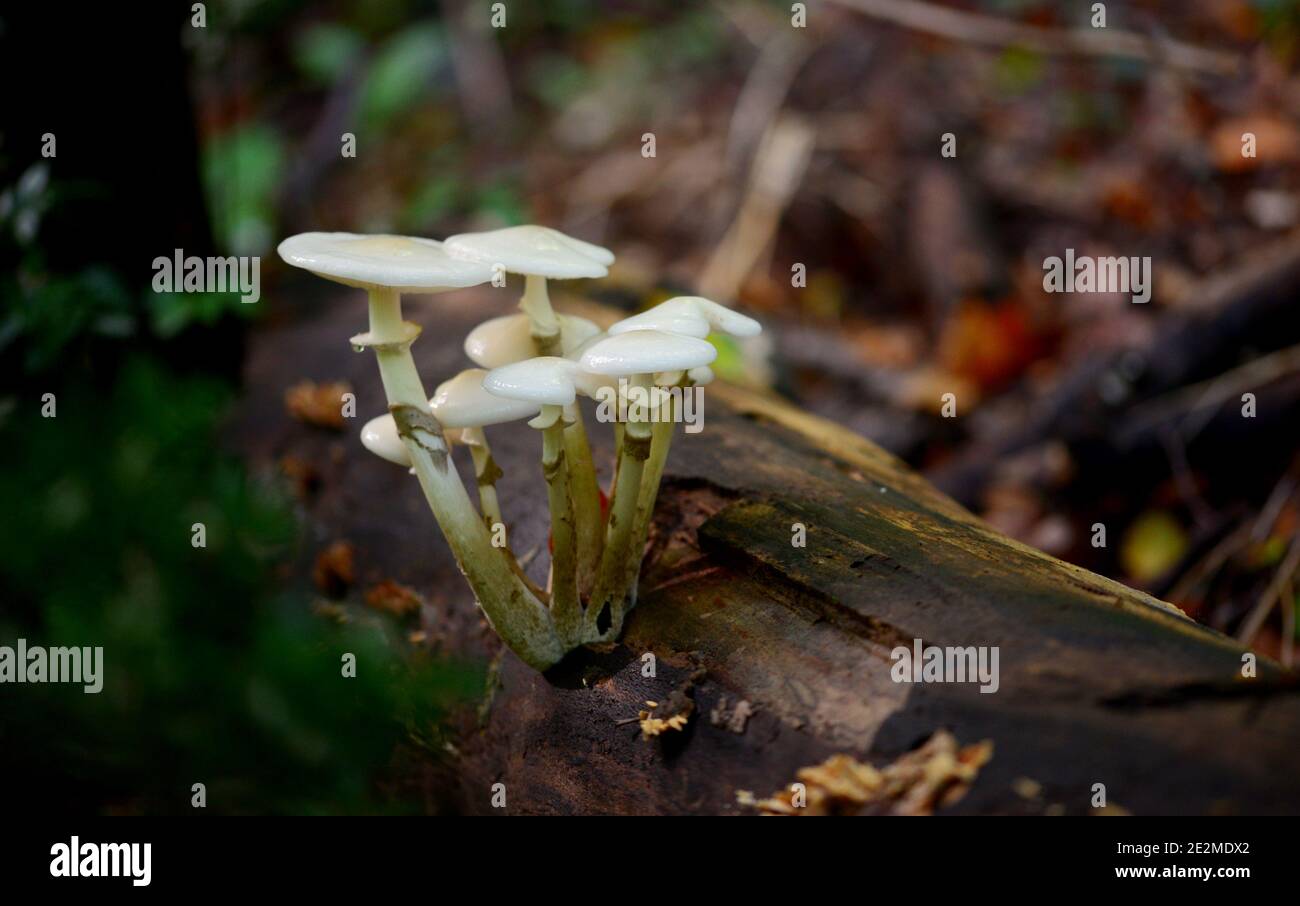 montagna foresta piccoli funghi bianchi dettaglio vicino Foto Stock