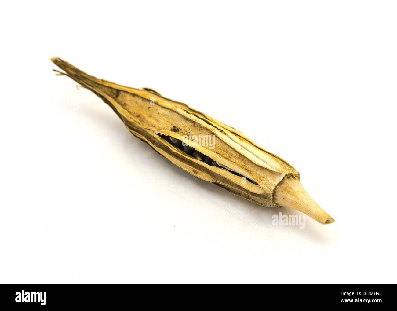 Primo piano su semi di baccello di okra essiccati isolati su sfondo bianco. I semi delle dita della donna raccolti si asciugano dopo la raccolta Foto Stock