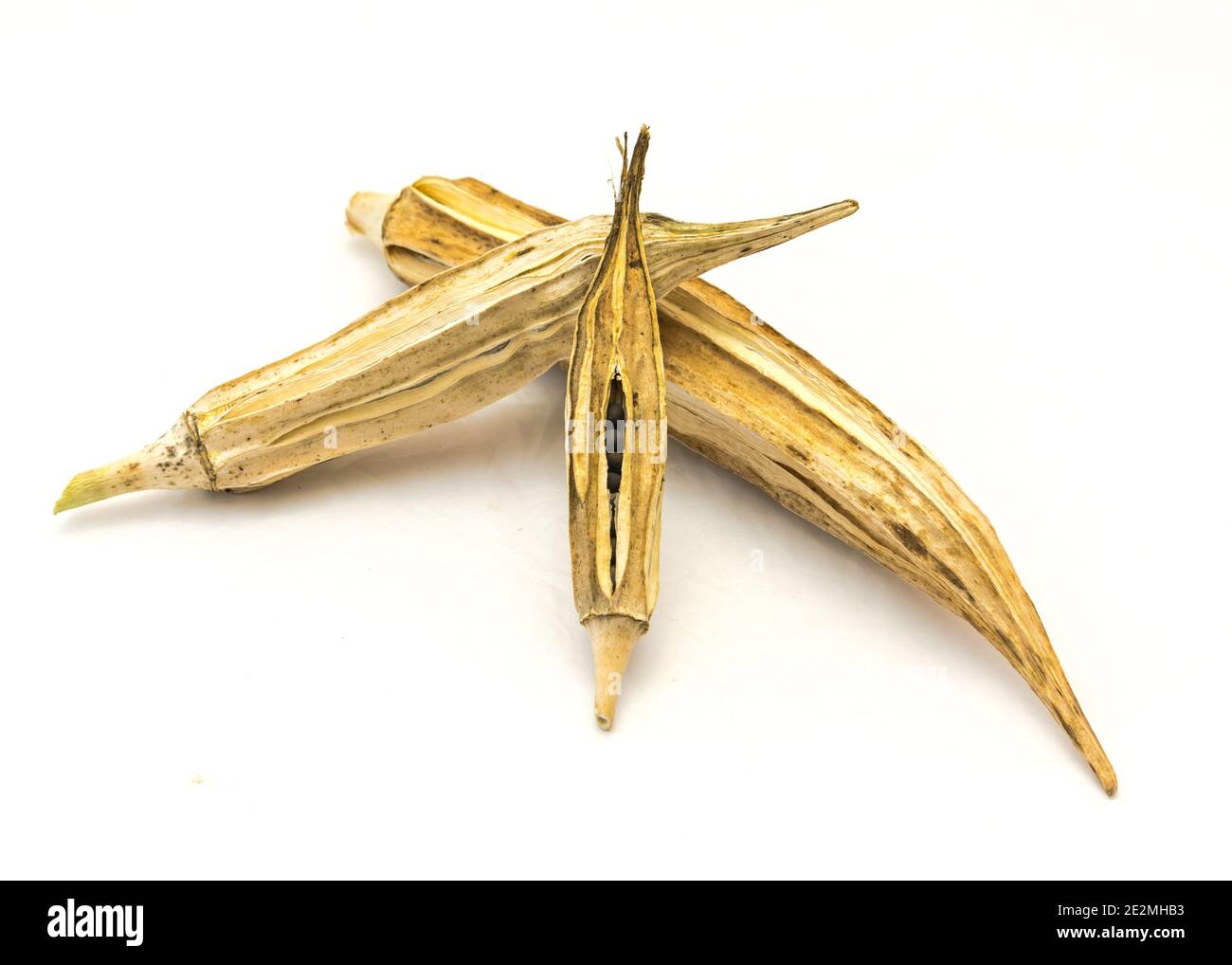 Tre semi secchi di baccelli di okra isolati su sfondo bianco. I semi delle dita della donna raccolti si asciugano dopo la raccolta Foto Stock