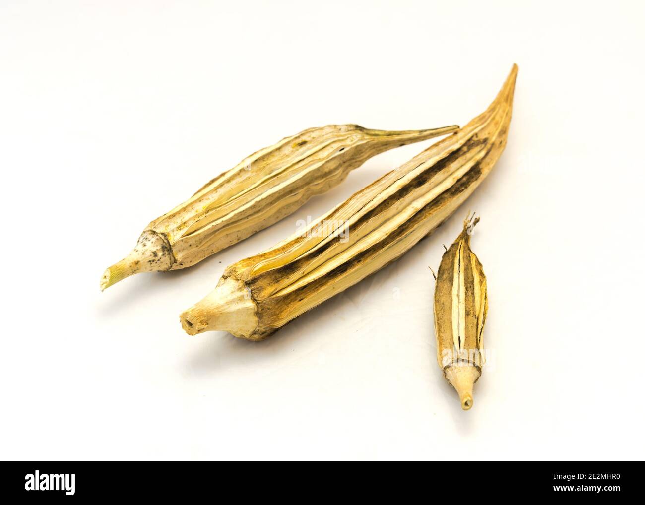 Tre semi secchi di baccelli di okra isolati su sfondo bianco. I semi delle dita della donna raccolti si asciugano dopo la raccolta Foto Stock