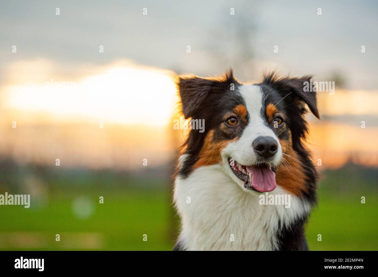Ritratto di un cane pastore australiano tricolore nero. Tramonto sullo sfondo, copyspace, sfondo sfocato, cane giovane Foto Stock