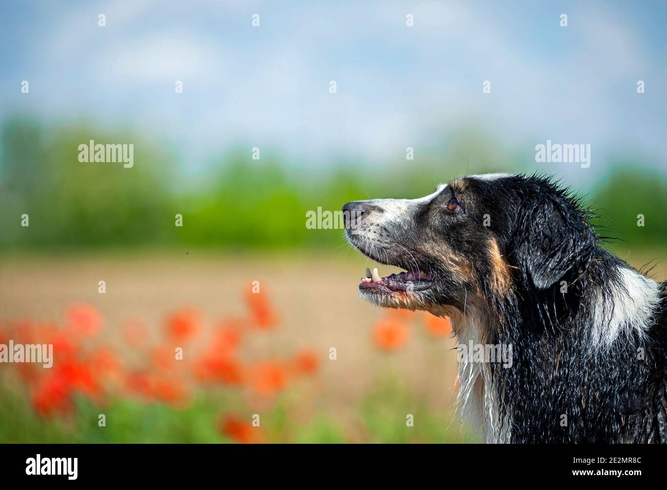 Nero tricolore bagnato australiano Shepherd cane ritratto, profilo shot. Pop rossi sullo sfondo, spazio di copia, sfondo sfocato Foto Stock