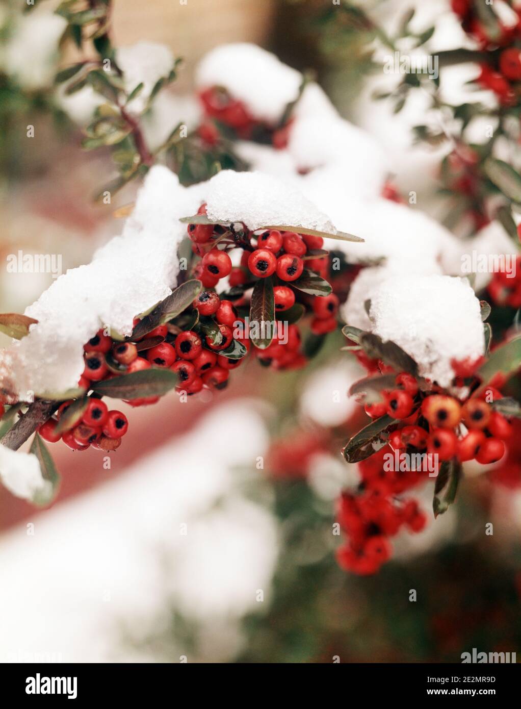 1970 FIRETHORN O PYRACANTHA ROSSO BACCHE INNEVATE IN INVERNO - KF6874 DAS001 ARBUSTO HARS Foto Stock