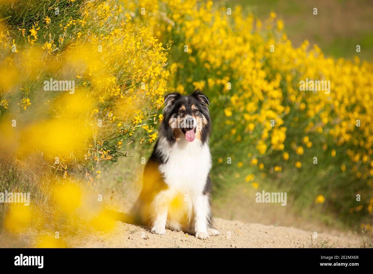 Nero tricolore australiano Pastore cane seduto di fronte alla scopa fiori Foto Stock