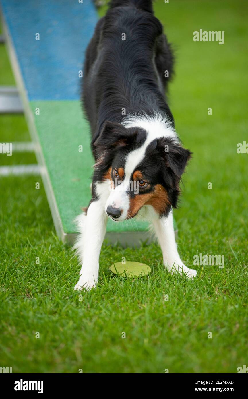 Nero tricolore australiano Shepherd cane in una pista Agility Dog. Cane addestrato sulla pedana che esegue trucco Foto Stock