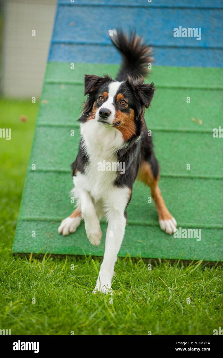 Pannello Decorativo Per Canile O Piastra – Australian Shepherd Tricolore – 20x10 Cm, PVC Antintemperie