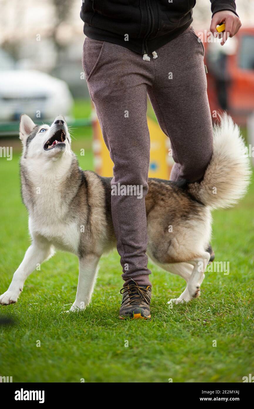Husky mescola il cane in una pista Agility Dog durante un allenamento. Il cane sta camminando sotto le gambe del formatore Foto Stock