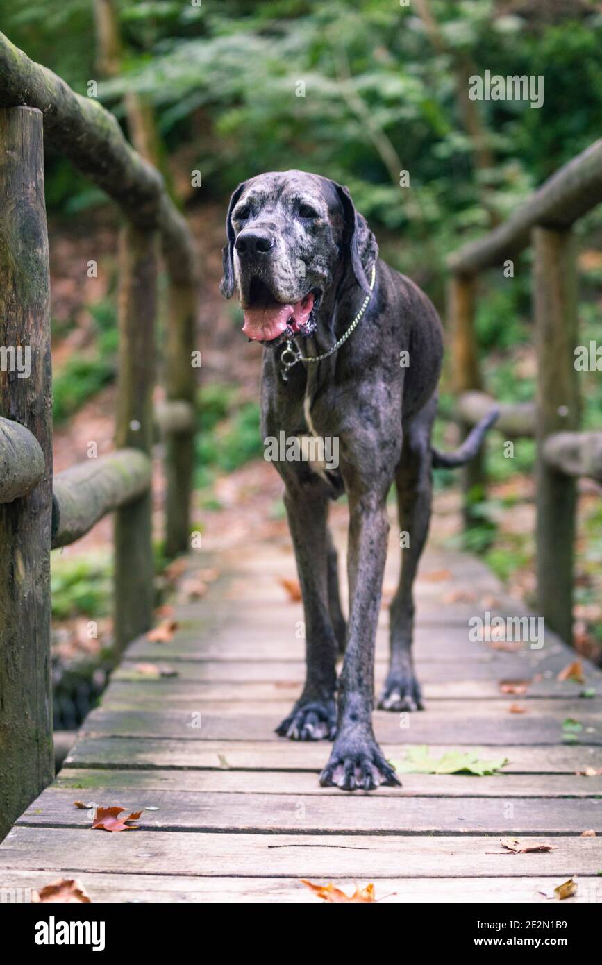 Grande cane danese è in piedi su un ponte di legno dentro una foresta Foto Stock