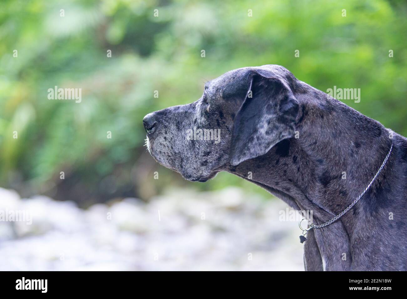 Ritratto di grande cane dano in un ambiente naturale. Inquadratura che migliora la testa del cane Foto Stock