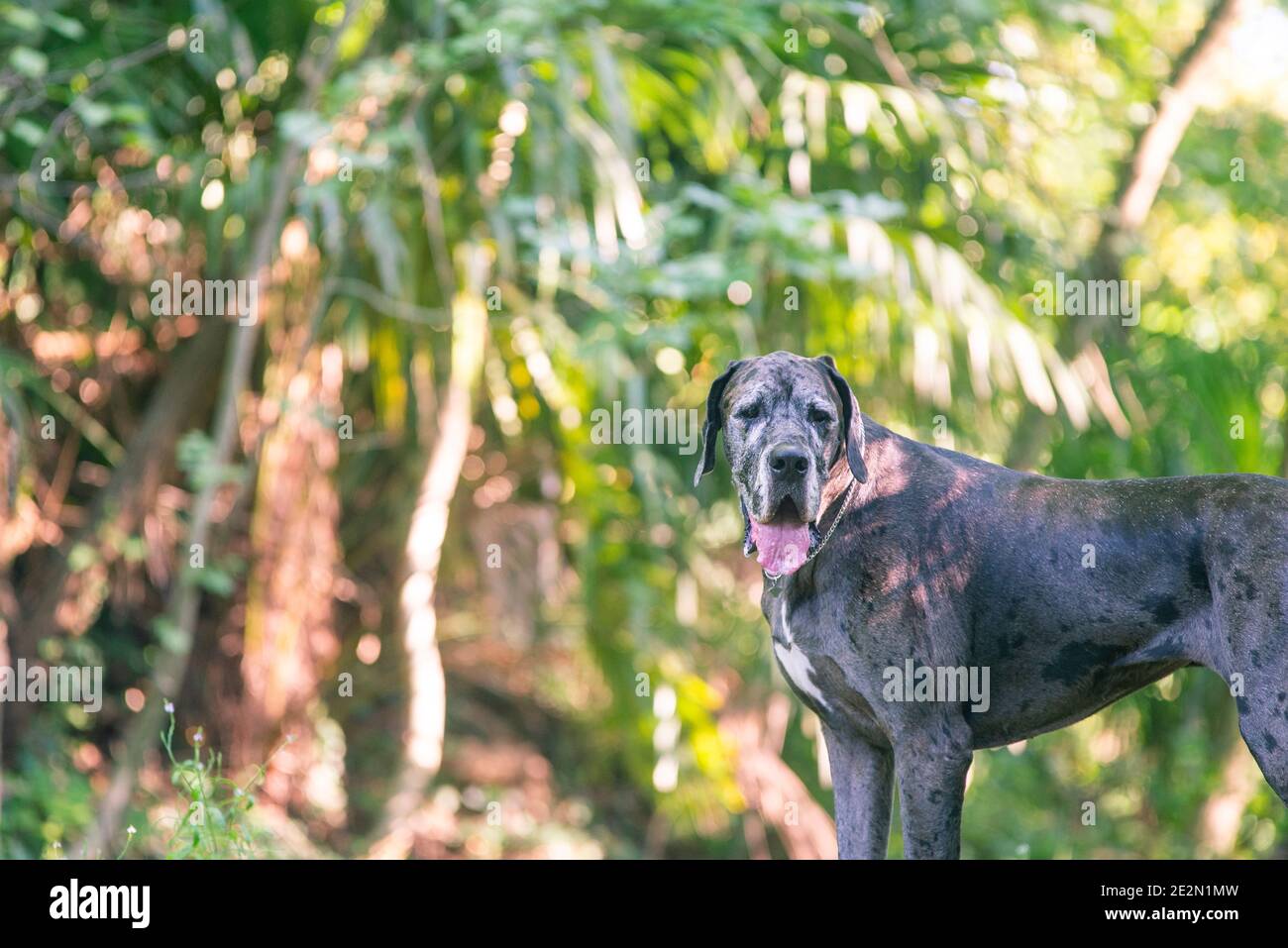 Ritratto di grande cane dano in un ambiente naturale. Cane è in piedi di fronte a piante verdi Foto Stock