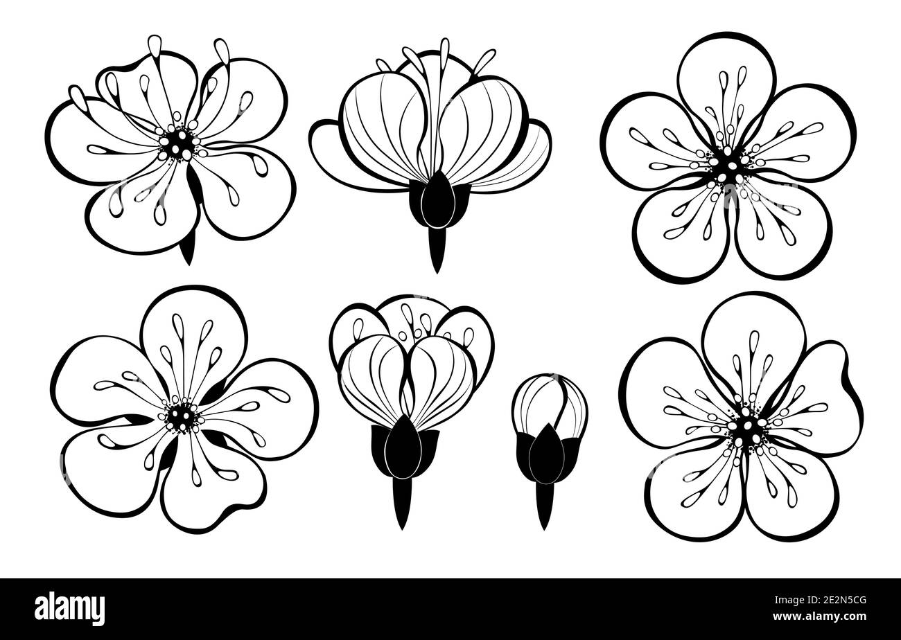 Set di contorni, neri, disegnati artisticamente fiori sakura su sfondo bianco. Design in fiore di ciliegio giapponese. Illustrazione Vettoriale