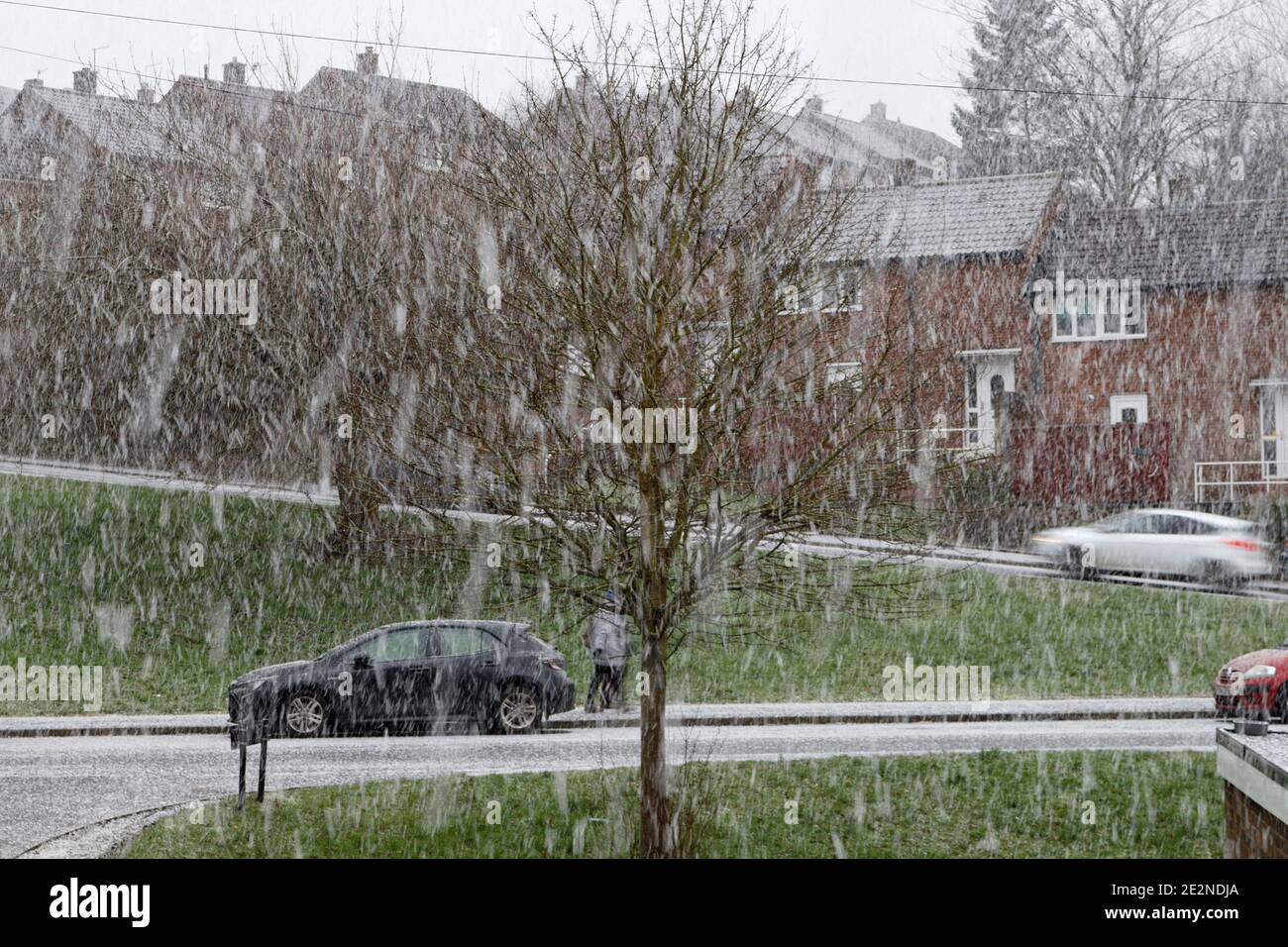 Neve pesante che cade in sobborgo residenziale, Sheffield Inghilterra Gennaio 2021 Foto Stock