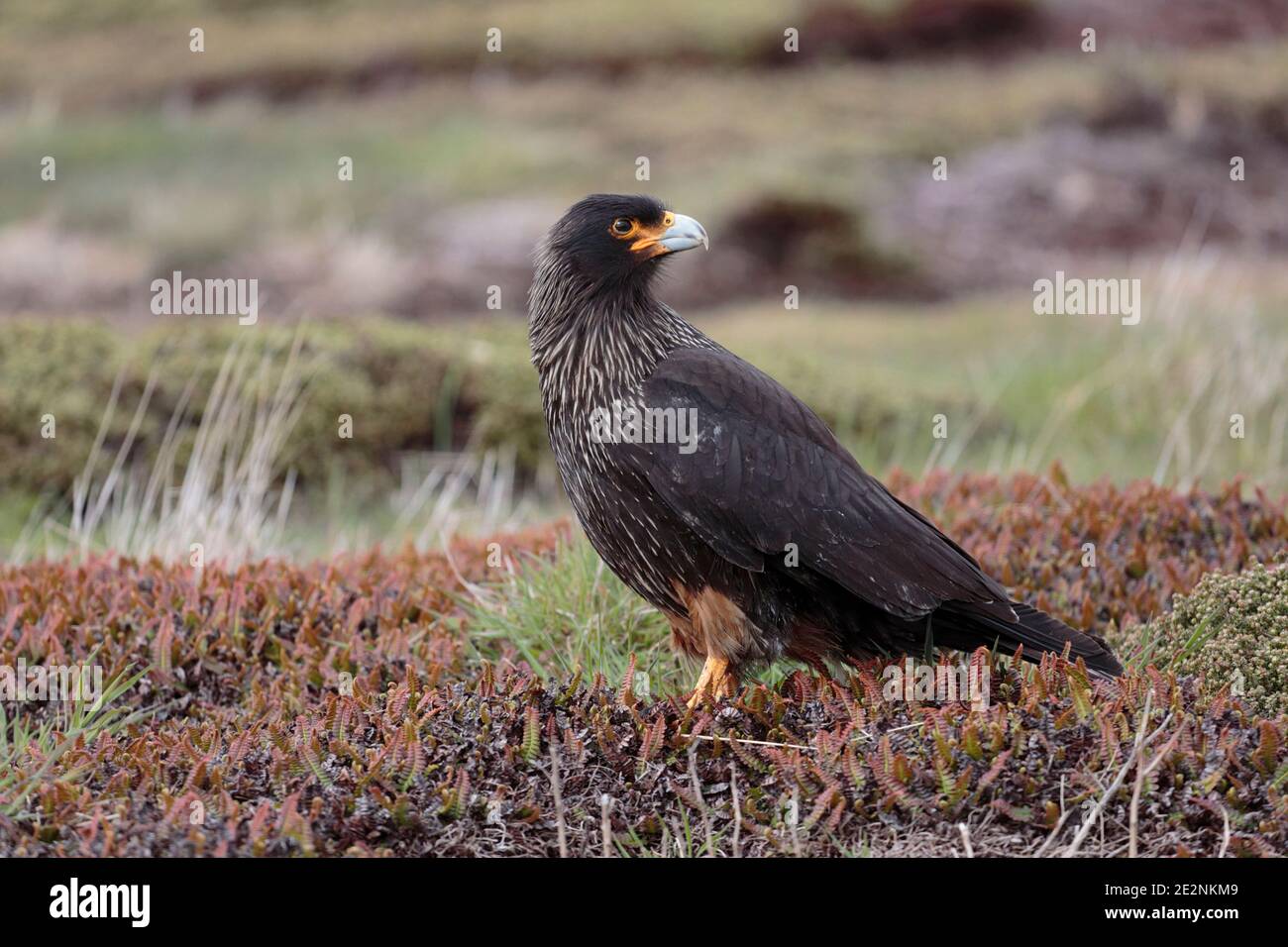 Caracara striata (Phalcoboenus australis), adulto in piedi sulla vegetazione, isola della carcassa, Isole Falkland, 3 dicembre 2015 Foto Stock