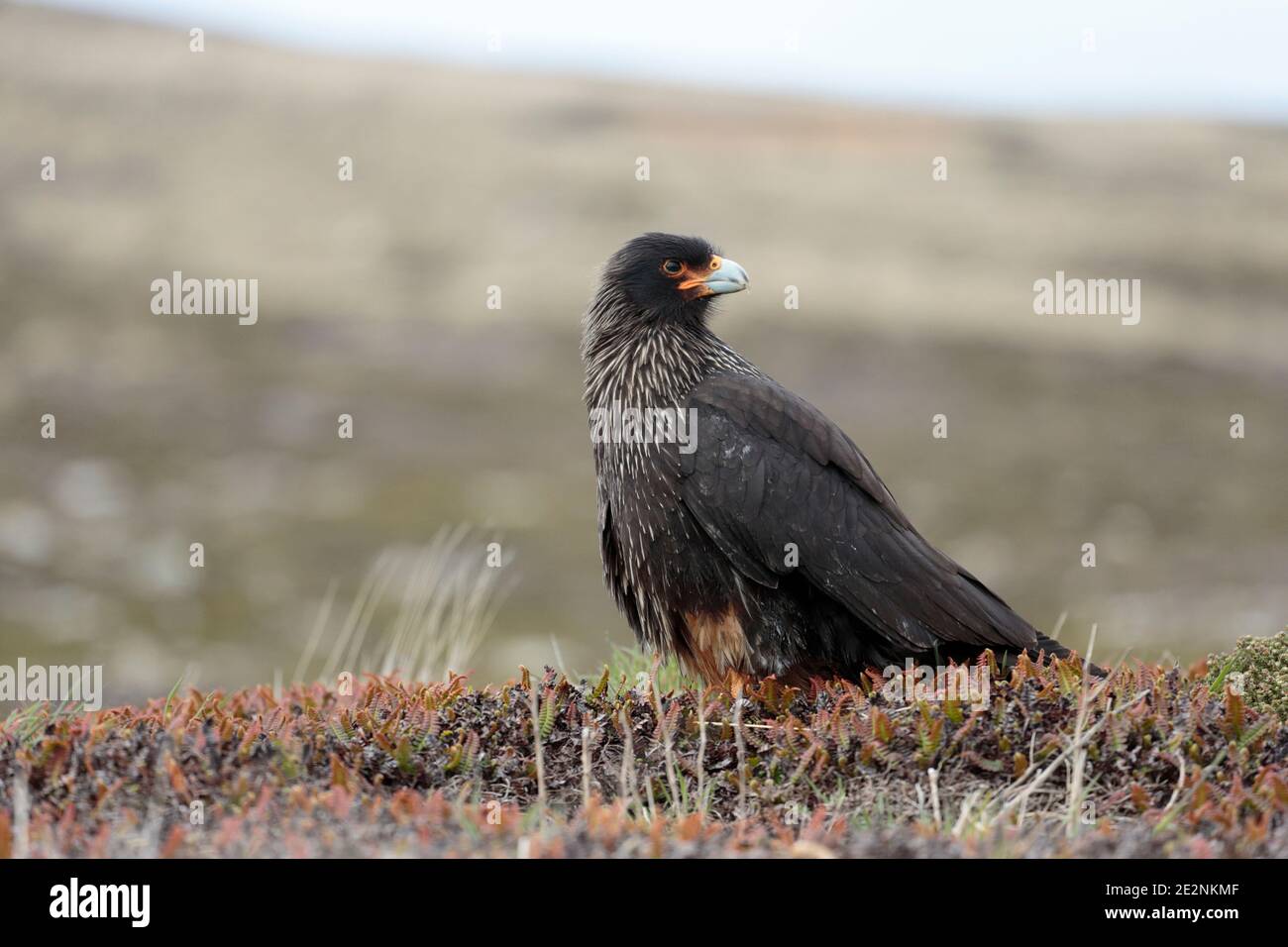 Caracara striata (Phalcoboenus australis), adulto in piedi sulla vegetazione, isola della carcassa, Isole Falkland, 3 dicembre 2015 Foto Stock