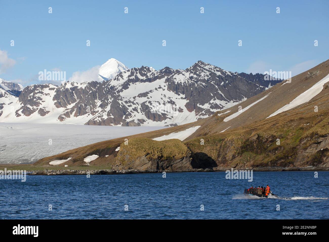 St Andrews Bay, con ghiacciaio e colonia di re pinguini, South Georgia Island 8 dicembre 2015 Foto Stock