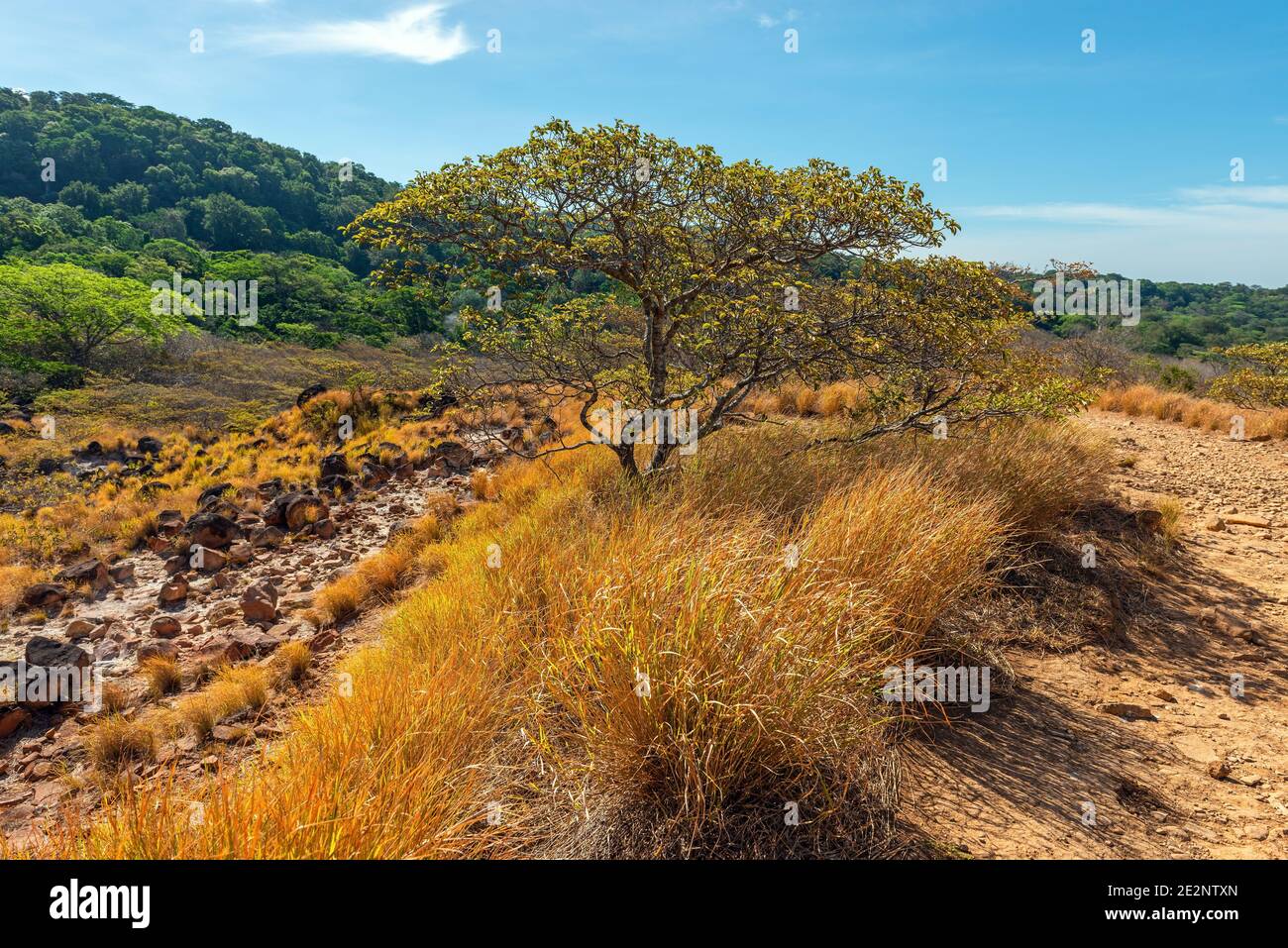 Paesaggio vulcanico con l'albero di guanacaste (Enterolobium cyclocarpum), Rincon de la Vieja parco nazionale, Costa Rica. Foto Stock