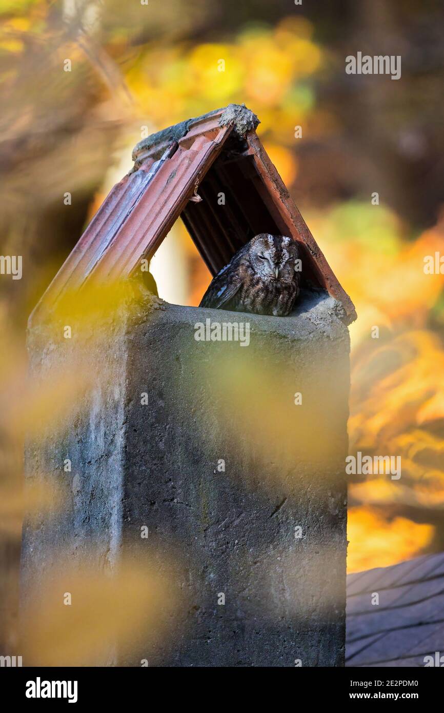 Gufo di tawny eurasiatico (Strix aluco) che riposa nel camino a bordo colorato della foresta estiva indiana, Baden-Wuerttemberg, Germania Foto Stock