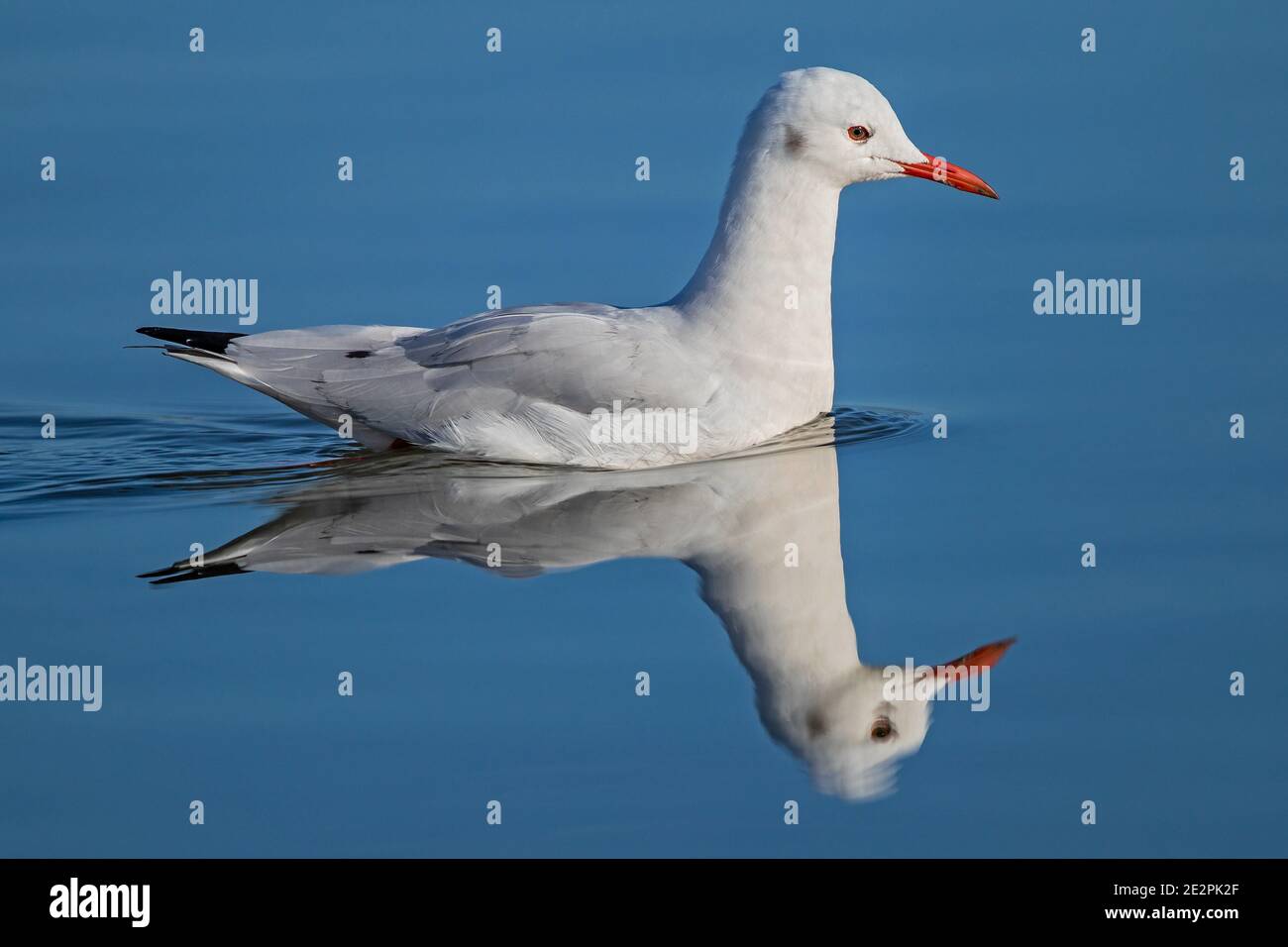 Gabbiano (Chromicocephalus genei), adulto che nuota in mare calmo con redelexion d'acqua, Sardegna, Italia Foto Stock