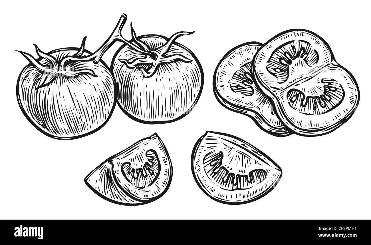 Pomodoro e fetta. Vettore di schizzo delle verdure Illustrazione Vettoriale