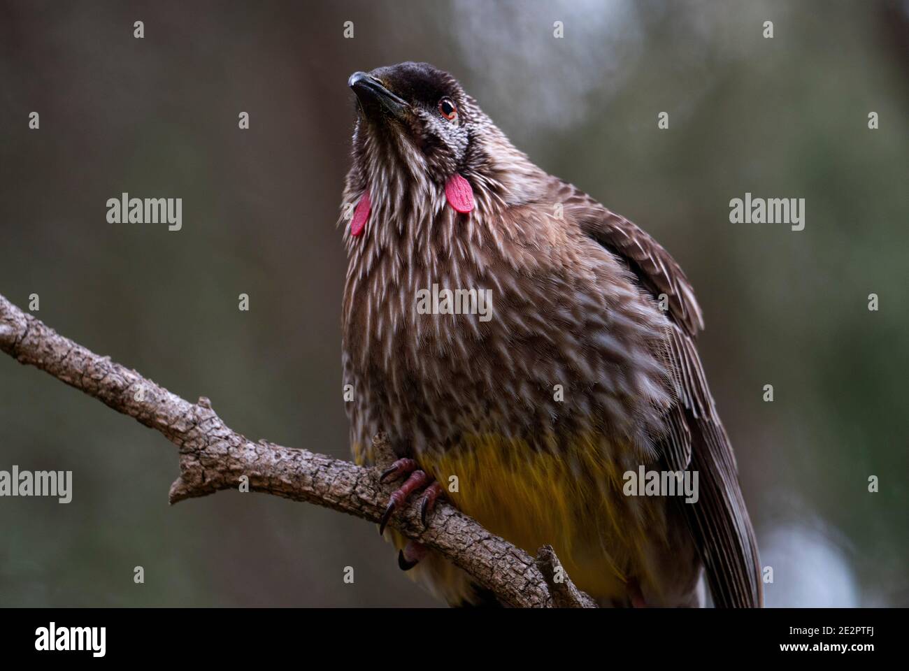 Red Wattlebird, Anthochaera carunculata, honeyewater seduto in un albero vicino Perth Australia Occidentale. Foto Stock