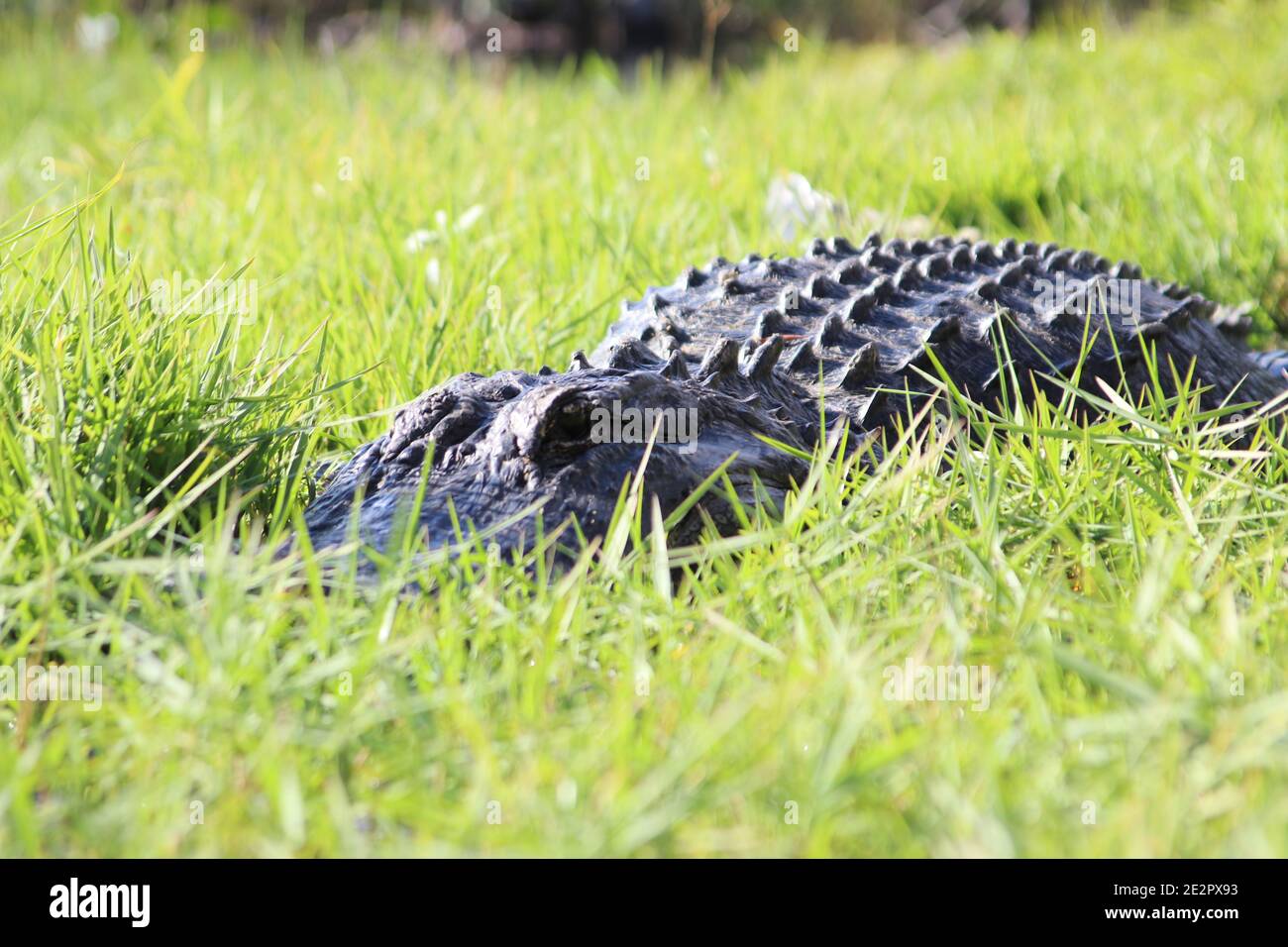 Coccodrillo americano nascosto in erba, Everglades National Park, Florida, Stati Uniti Foto Stock