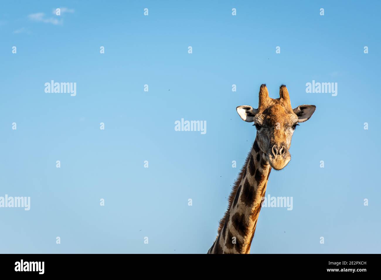 Giraffa testa e collo Tiro su Navil Hill Bloemfontein Foto Stock