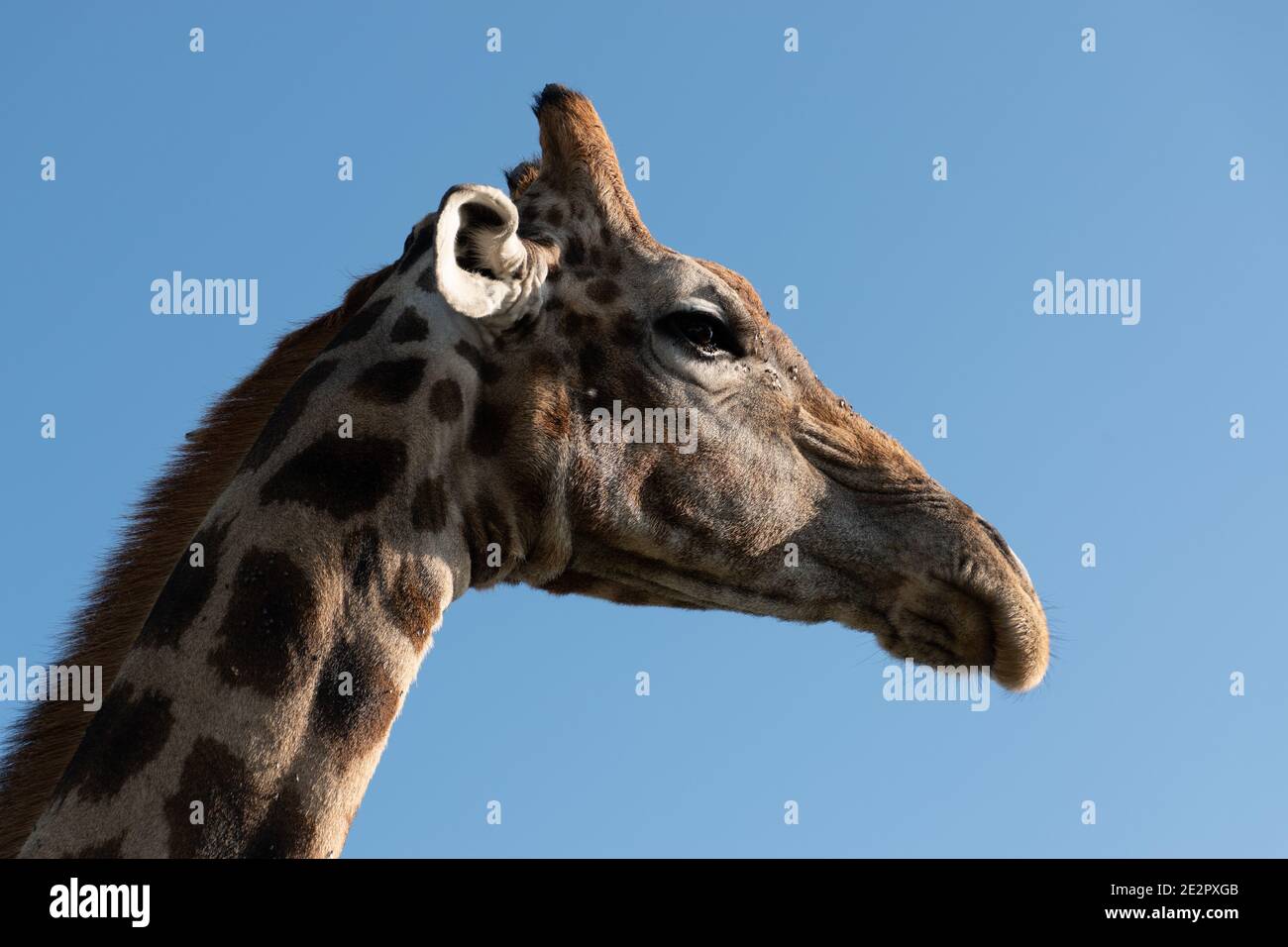 Primo piano di Giraffe su Navil Hill Bloemfontein Foto Stock