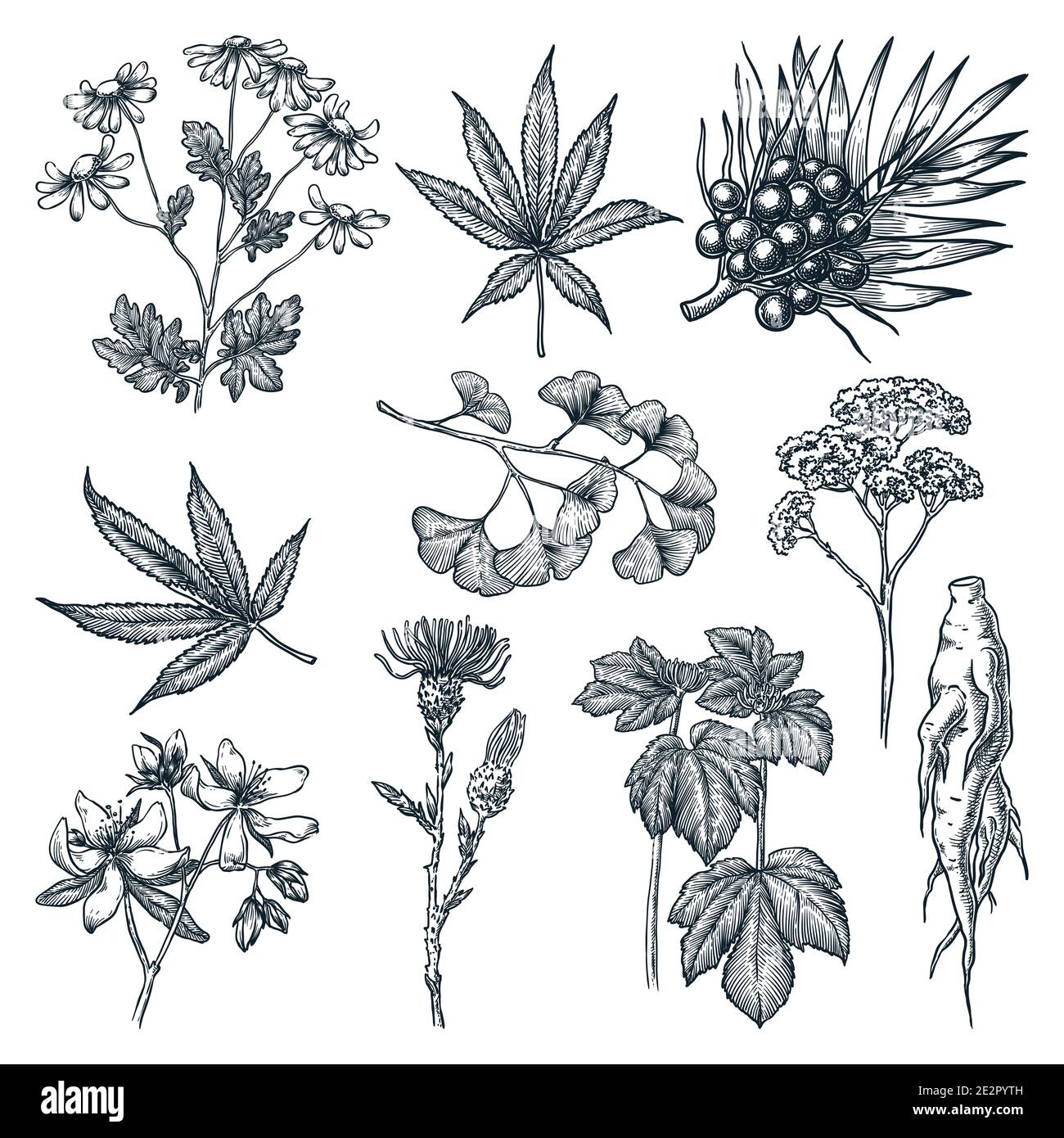 Set di erbe medicinali e piante. Illustrazione vettoriale di sketch di erbe naturali o di ingredienti cosmetici. Elementi di progettazione isolati disegnati a mano Illustrazione Vettoriale
