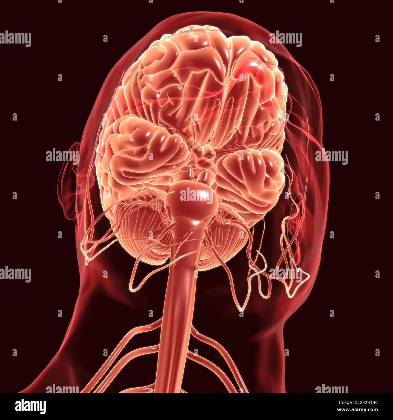 Anatomia cerebrale umana per l'illustrazione 3D del concetto medico Foto Stock