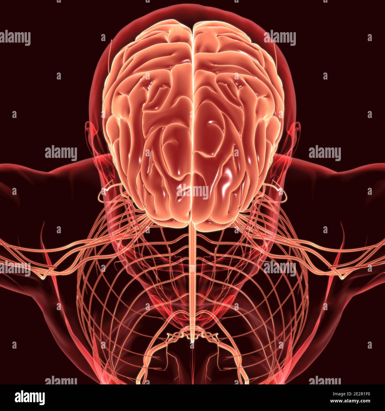 Anatomia cerebrale umana per l'illustrazione 3D del concetto medico Foto Stock