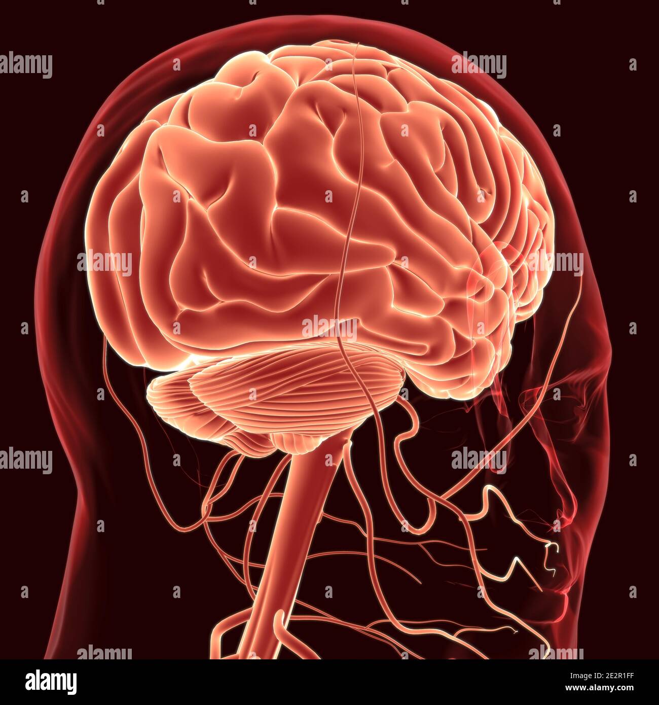Anatomia cerebrale umana per l'illustrazione 3D del concetto medico Foto Stock
