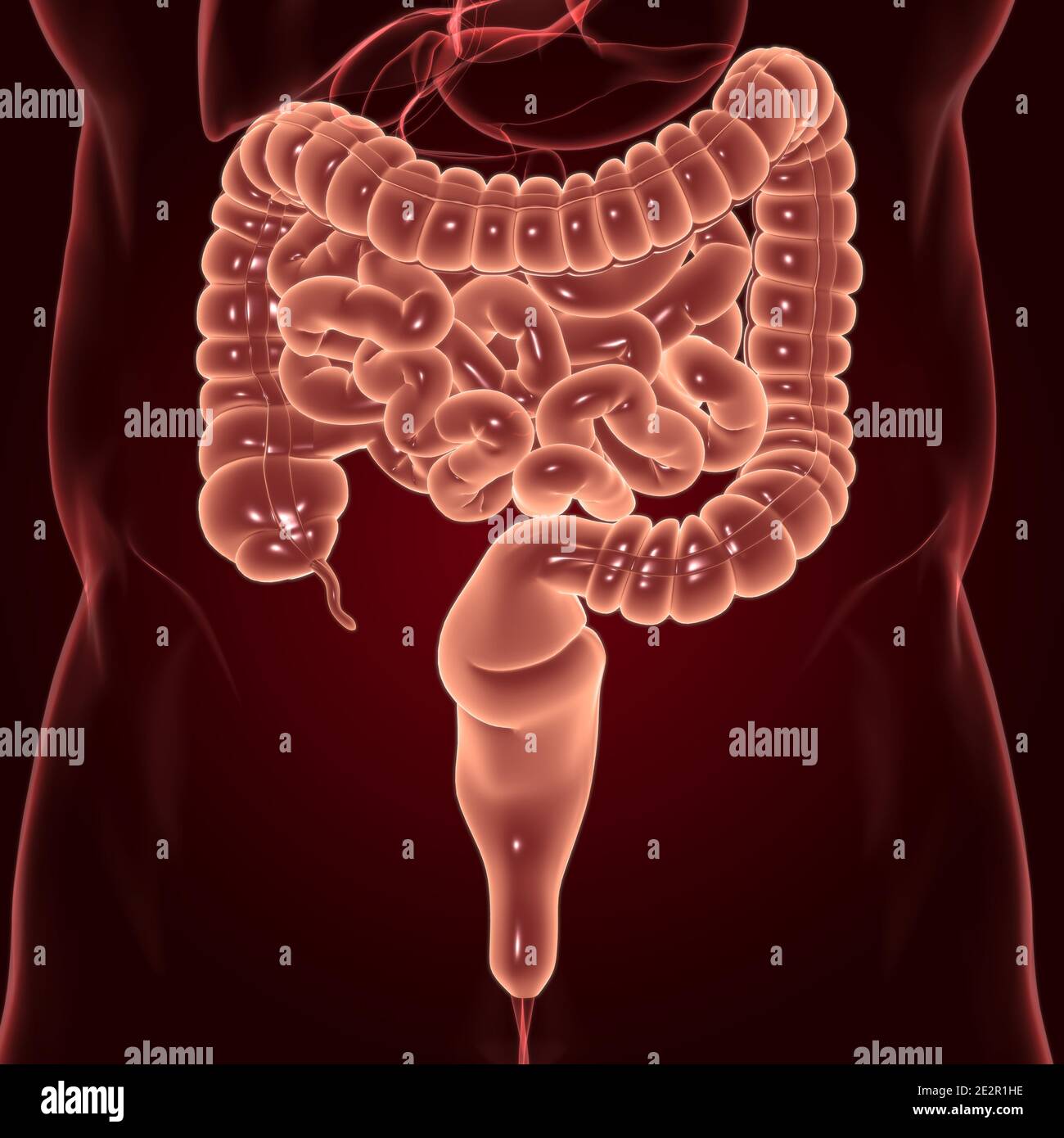 Illustrazione 3D dell'intestino tenue e dell'intestino tenue Anatomia del sistema digestivo umano per il concetto medico Foto Stock
