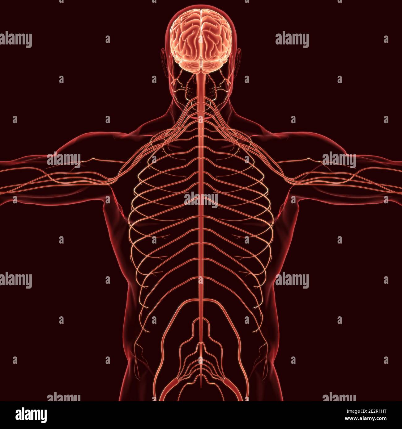 Anatomia cerebrale umana per l'illustrazione 3D del concetto medico Foto Stock