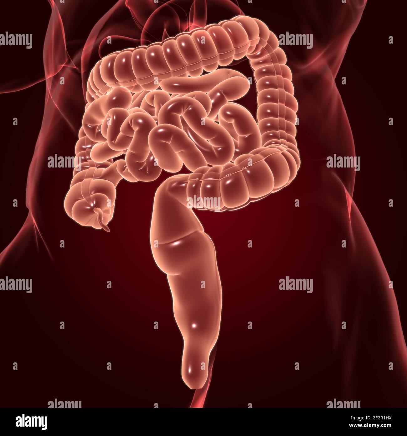 Illustrazione 3D dell'intestino tenue e dell'intestino tenue Anatomia del sistema digestivo umano per il concetto medico Foto Stock