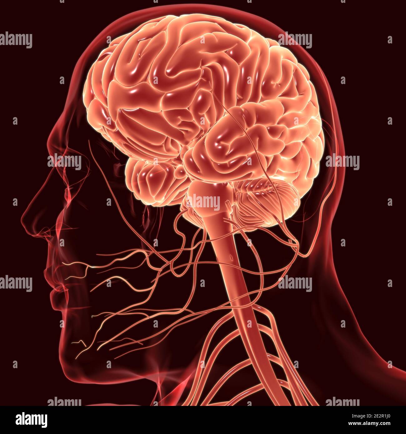 Anatomia cerebrale umana per l'illustrazione 3D del concetto medico Foto Stock