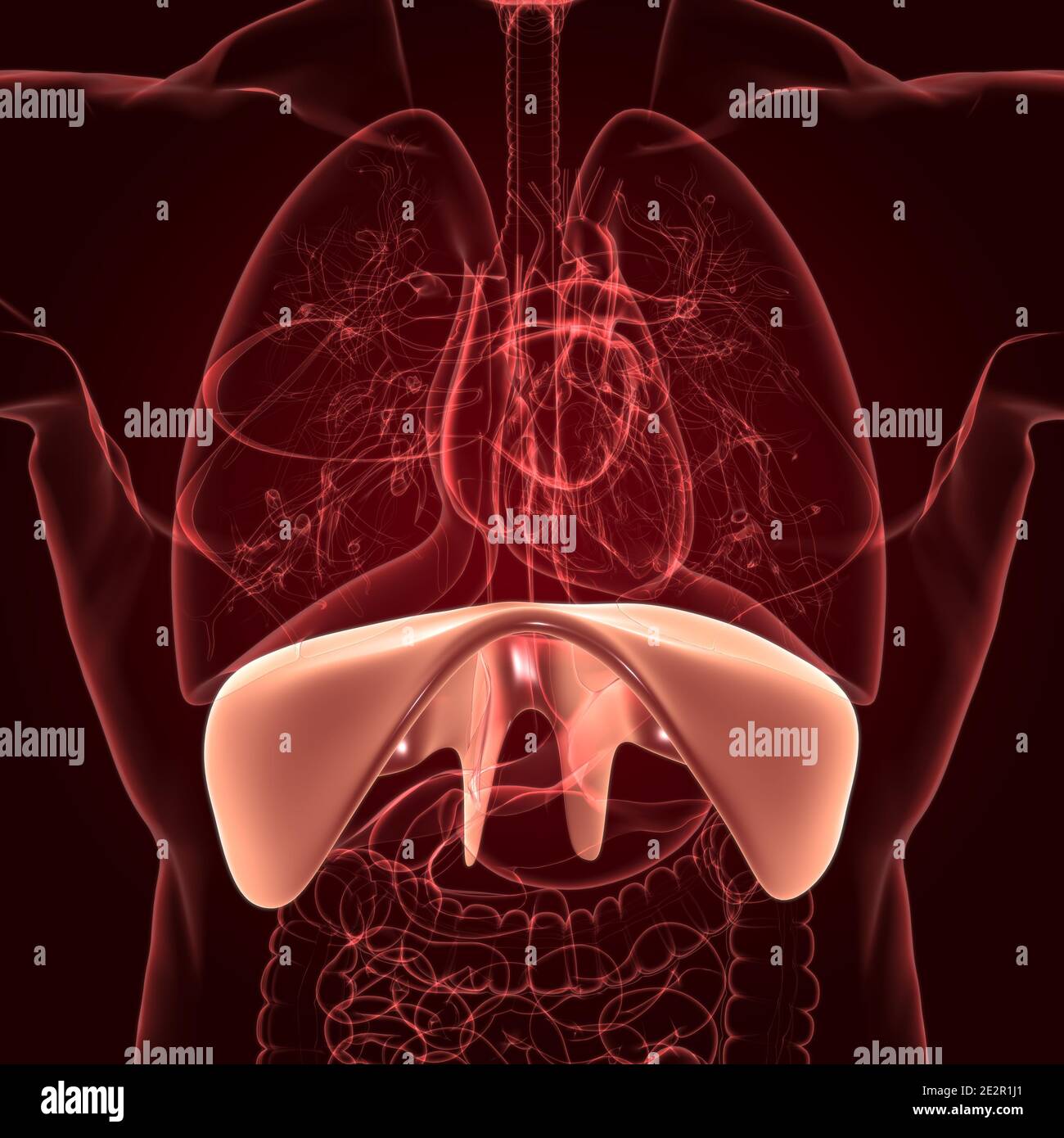 Anatomia del sistema respiratorio umano a diaframma per l'illustrazione 3D del concetto medico Foto Stock