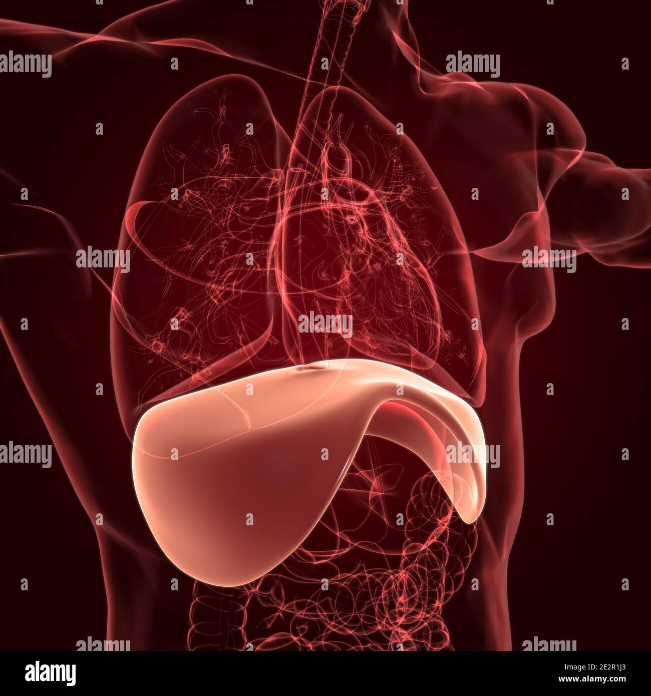 Anatomia del sistema respiratorio umano a diaframma per l'illustrazione 3D del concetto medico Foto Stock