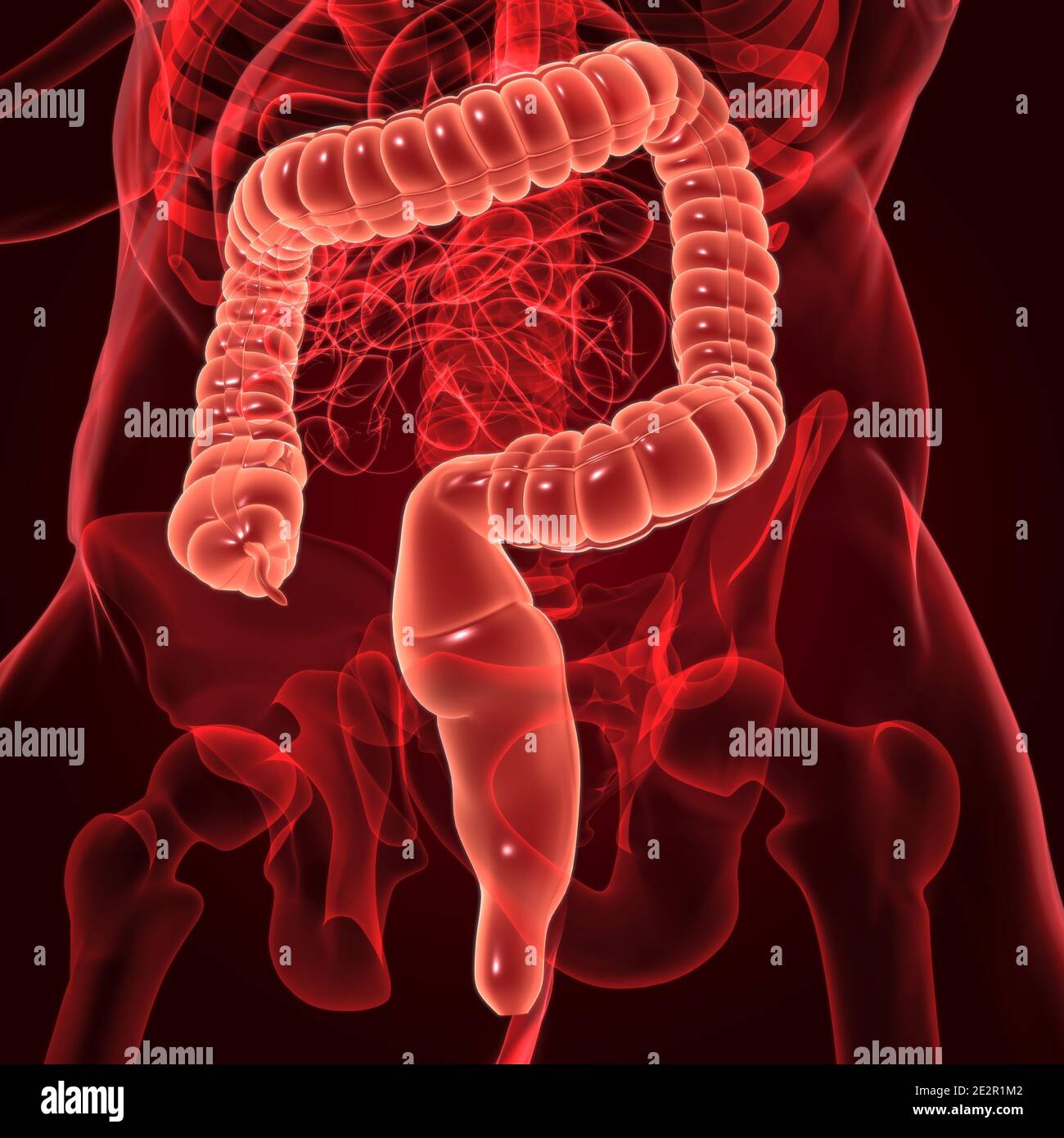 Illustrazione 3D dell'intestino crasso sistema digestivo umano Anatomia per concetto medico Foto Stock