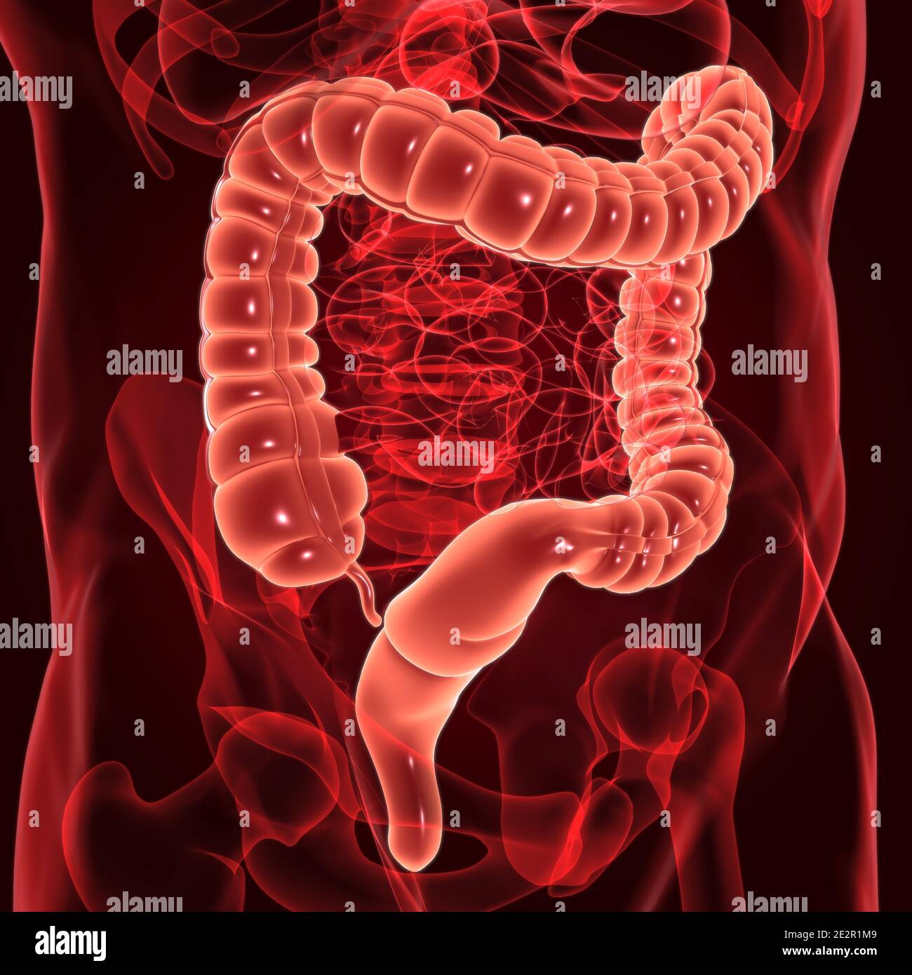 Illustrazione 3D dell'intestino crasso sistema digestivo umano Anatomia per concetto medico Foto Stock