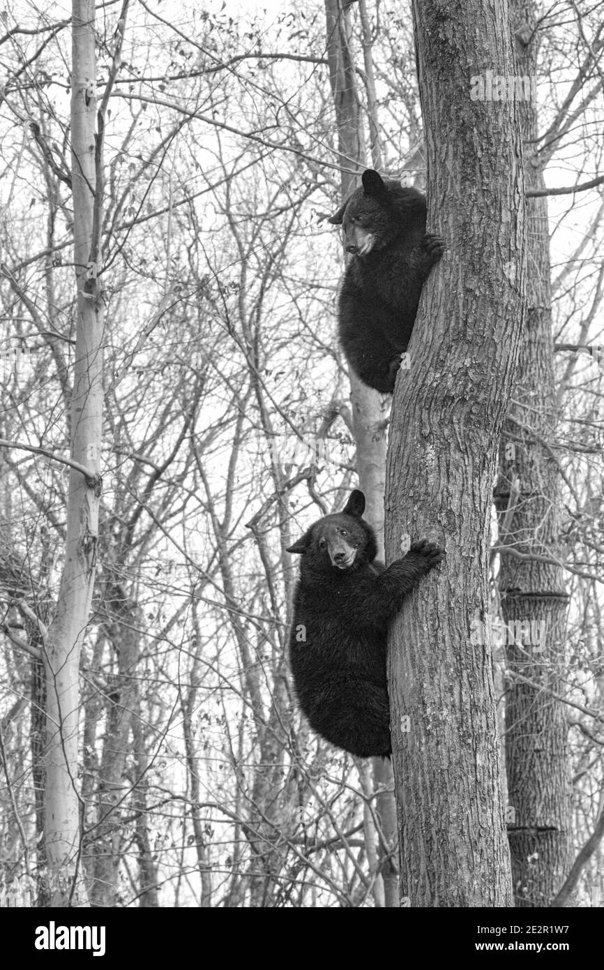 Immagine in scala di grigi di due giovani orsi neri che salpano su un albero Foto Stock