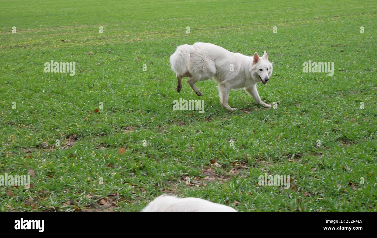 Cane Pastore Bianco (Berger Blanc Suisse) luppolo su un campo come un coniglio Foto Stock