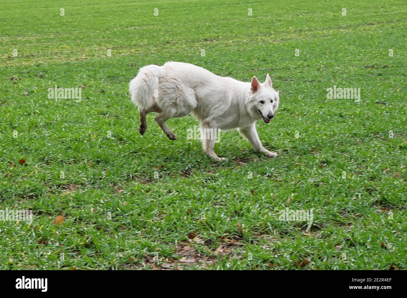 Cane Pastore Bianco (Berger Blanc Suisse) luppolo su un campo come un coniglio Foto Stock