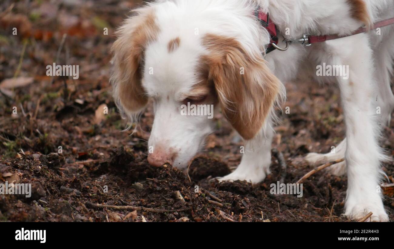 Vecchio cane Bretagna ​​(Epagneul Breton) sniffs intently sul pavimento della foresta in autunno Foto Stock