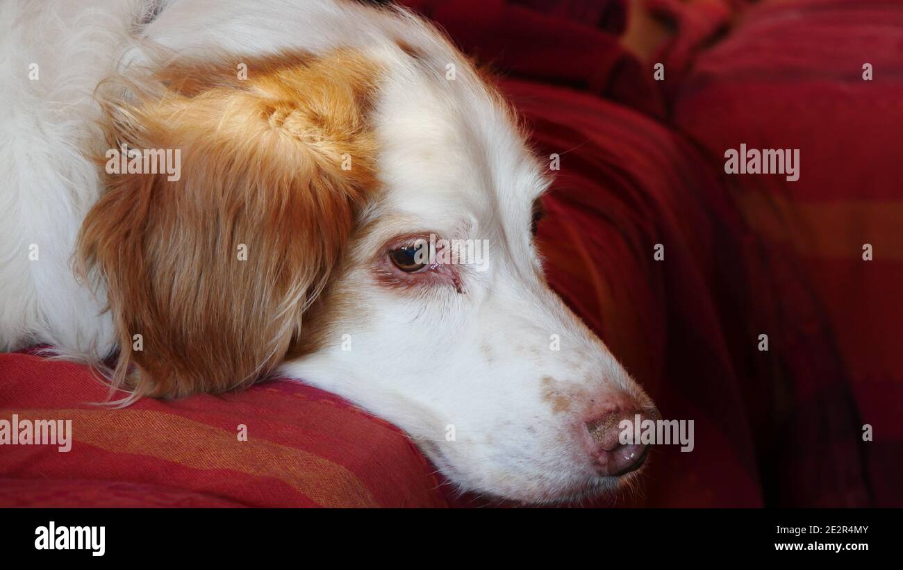 Bretagna cane ​​(Epagneul Breton) è sdraiato sul divano stanco e dall'aspetto triste o. preoccupato Foto Stock