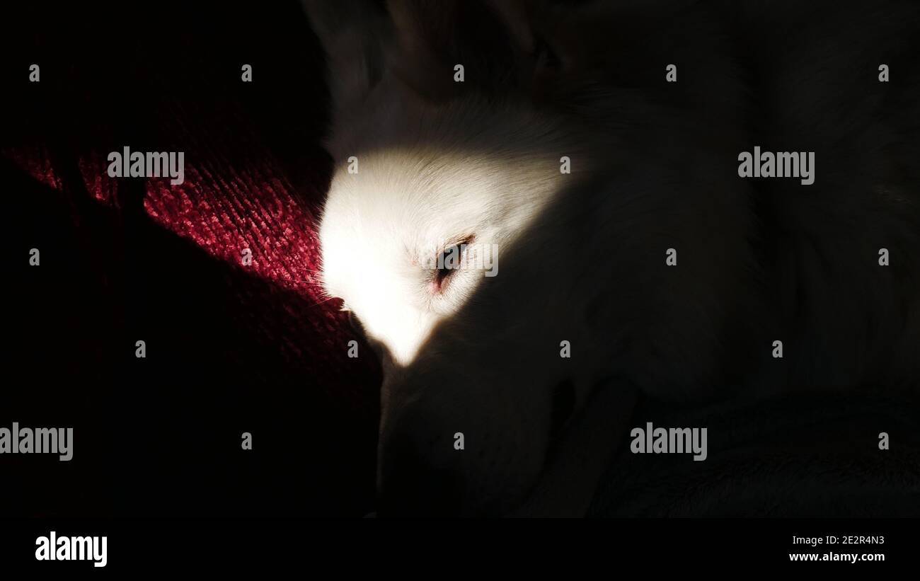 Il sole splende brillantemente sul volto di un cane da pastore bianco (Berger Blanc Suisse), accentua l'area dell'occhio e lascia lo sfondo al buio Foto Stock
